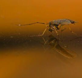 Malaria Parasite May Have Found Way To Thwart Protective Genetic Variation