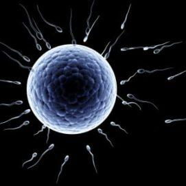 Egg Hunt: New Research on Female Fertility