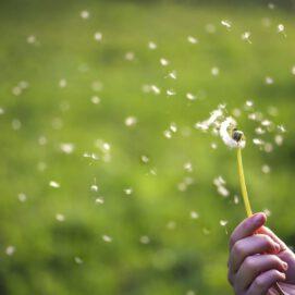 Large Study Finds Genetic Associations for Hay Fever