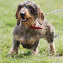 Single Gene Responsible For Stubby Legs In Dogs