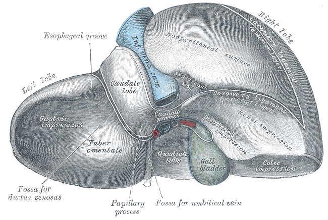 Gray1087-liver