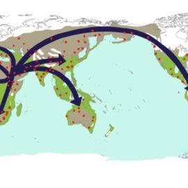 Haplogroups Explained