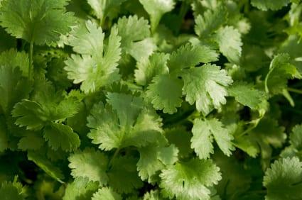 Herbs – Cilantro