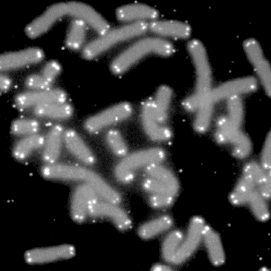 Getting Long in the Telomeres