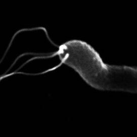 A Gut Bug, Genetics and Treating Serious Stomach Diseases