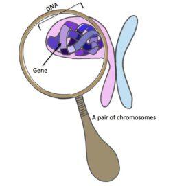 All About that Base (Pair): The Significance of your Genotypes