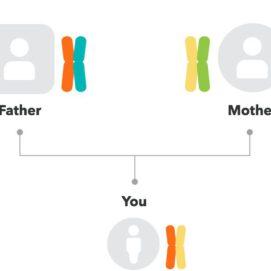 Genetic Testing Pre-Pregnancy