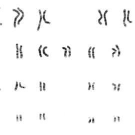 Meet Your Chromosome Painting