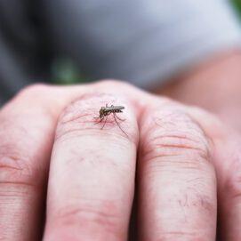 Why Do Mosquitoes Pester Some People More Than Others? It’s in the Genes