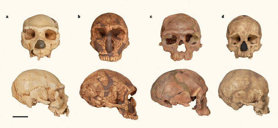 Ancient skulls