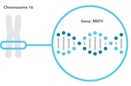 MEFV