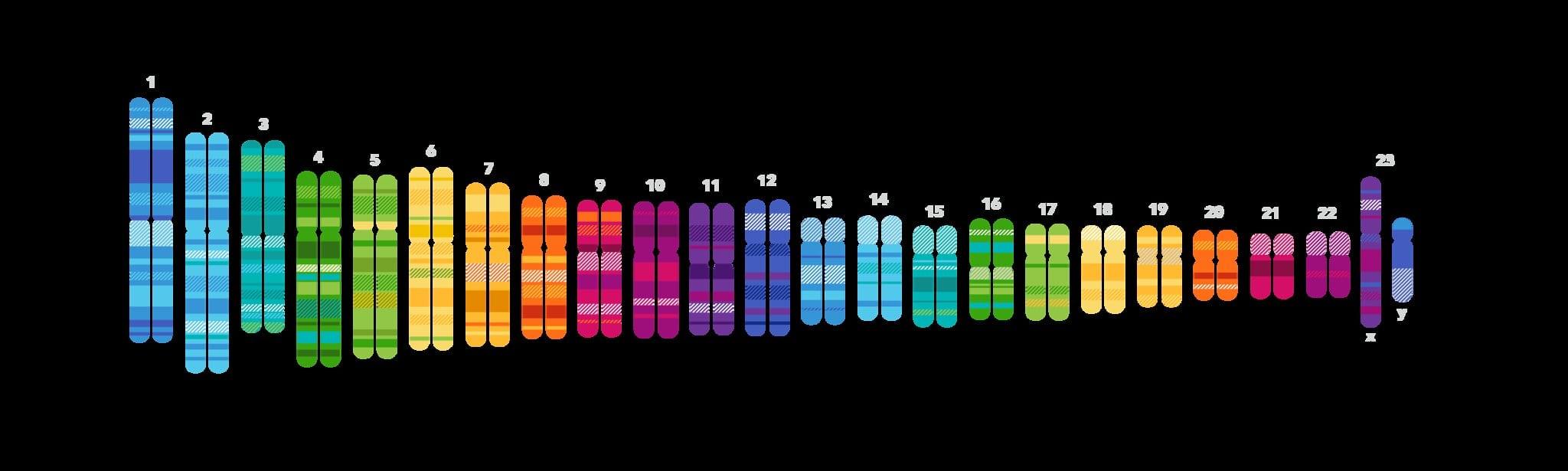 Chromosomes wide