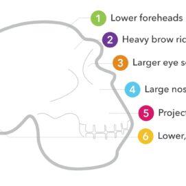 Why 23andMe Loves Neanderthals, And You Should Too