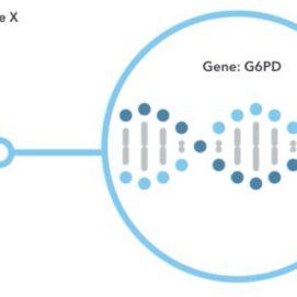 Improvements to 23andMe’s G6PD Deficiency Report