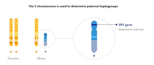 sex chromosome