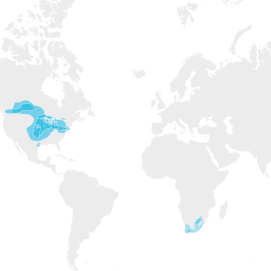 European Diaspora Genetic Groups Update