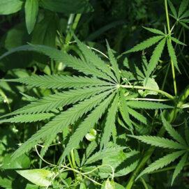 New Genetic Insights Into Cannabis Use