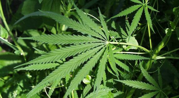 New Genetic Insights Into Cannabis Use