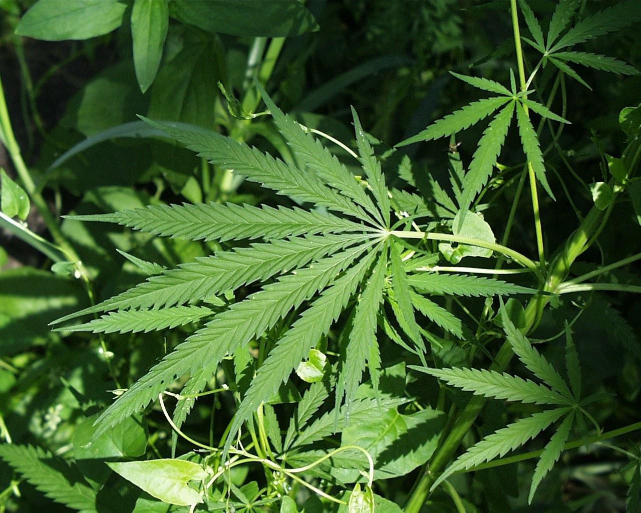 New Genetic Insights Into Cannabis Use