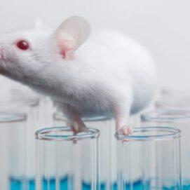 Surprisingly Skinny Mice Could Point the Way to Obesity and Diabetes Treatments