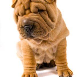 How Did the Shar-Pei Get His Wrinkly Skin?