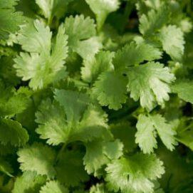 Cilantro Love and Hate: Is it a Genetic Trait?