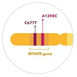 Our Take On MTHFR Gene Mutation Testing