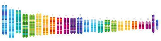 chromosomes cropped