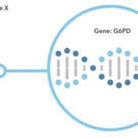 Improvements to 23andMe’s G6PD Deficiency Report