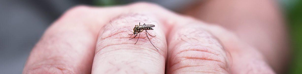 Why Do Mosquitoes Pester Some People More Than Others? It’s in the Genes