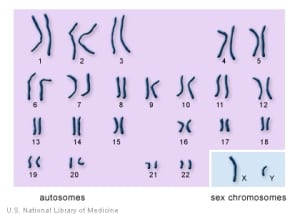 chromosomes2
