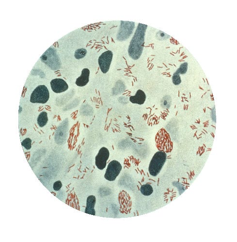 Mycobacterium_leprae