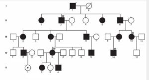 This is a pedigree Ann did of her family showing how tracing the mutation through generations of her family.